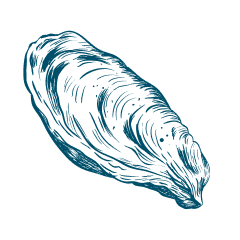 oyster